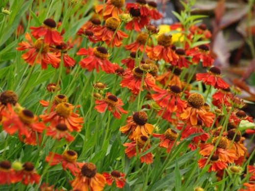 Гелениум Гелениум