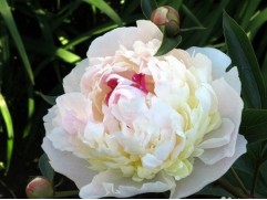 Пион молочноцветковый 