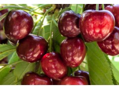 Вишня обыкновенная 