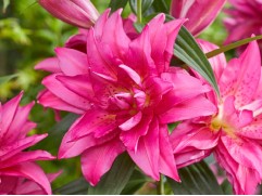 Лилия розовидная Лилия розовидная