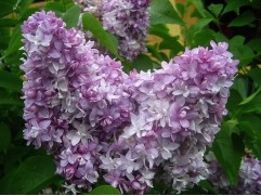 Сирень обыкновенная 