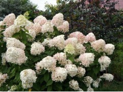 Гортензия метельчатая 