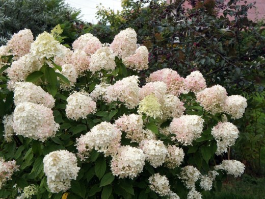 Гортензия метельчатая Гортензия метельчатая