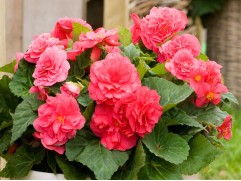 Бегония клубневая 