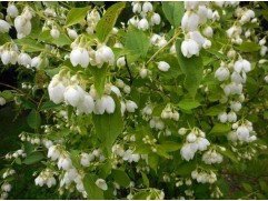 Чубушник венечный 