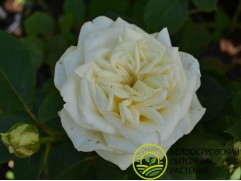 Роза чайно-гибридная 