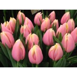 Тюльпан сорт "Mango Charm"