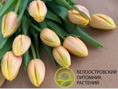 Тюльпан сорт 