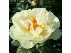 Пион молочноцветковый 