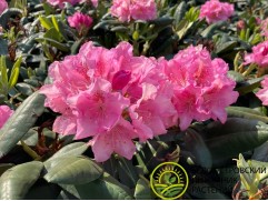 Рододендрон гибридный 