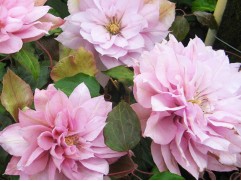 Клематис крупноцветковый 