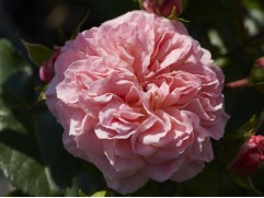 Роза плетистая 