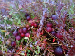 Клюква крупноплодная 