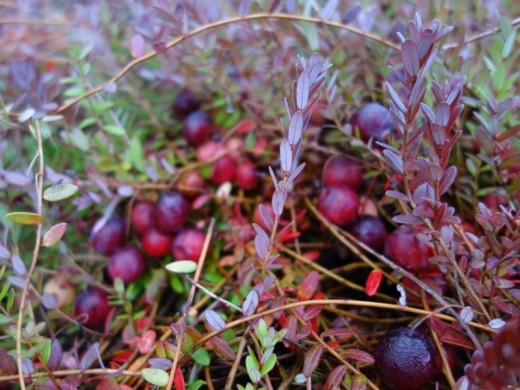 Клюква крупноплодная Клюква крупноплодная