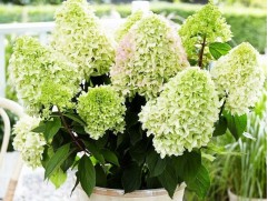 Гортензия метельчатая 