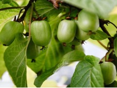 Актинидия коломикта 