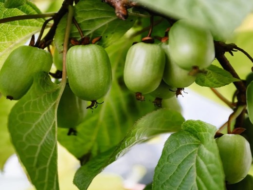 Актинидия коломикта Актинидия коломикта