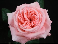 Роза чайно-гибридная 