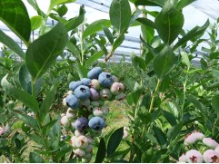Голубика высокорослая 