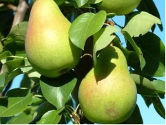 Груша 