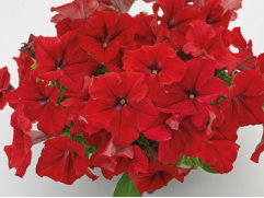 Петуния крупноцветковая 