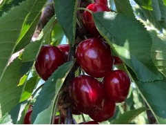 Черешня 