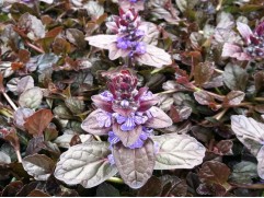 Живучка ползучая 