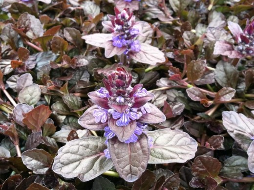 Живучка ползучая Живучка ползучая