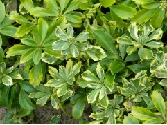 Пахизандра верхушечная 