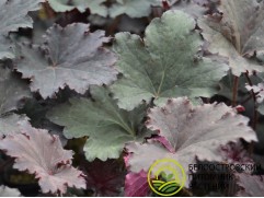 Гейхера гибридная 