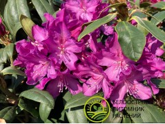 Рододендрон гибридный Рододендрон гибридный