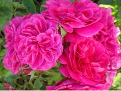 Роза флорибунда 