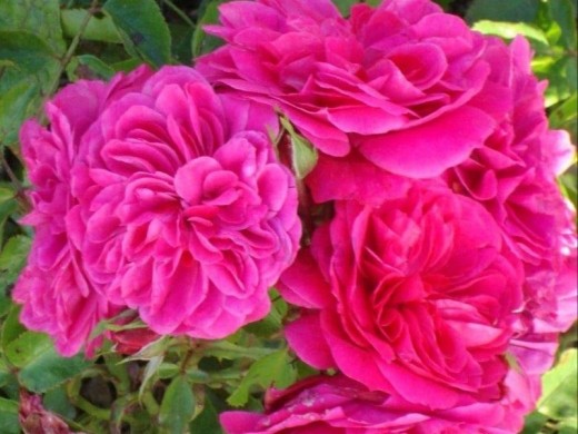 Роза флорибунда Роза флорибунда