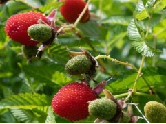 Малина тибетская (земляничная) (Контейнер 1,5л)