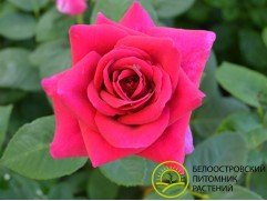 Роза чайно-гибридная 