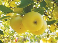 Яблоня 