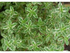 Тимьян лимоннопахнущий Тимьян лимоннопахнущий