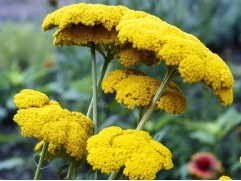 Тысячелистник обыкновенный 