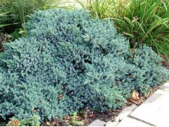 Можжевельник чешуйчатый 