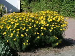 Кореопсис мутовчатый 