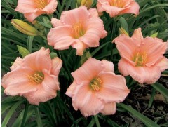 Лилейник гибридный 