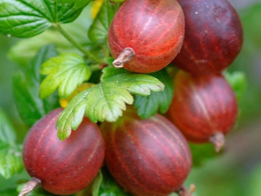 Крыжовник Крыжовник