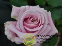 Роза чайно-гибридная 