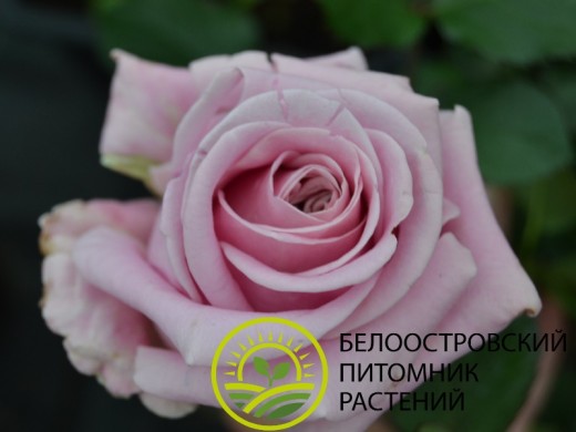 Роза чайно-гибридная Роза чайно-гибридная