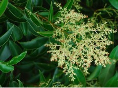 Бирючина (Контейнер 3,0л) Бирючина (Контейнер 3,0л)