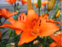 Лилия азиатская Лилия азиатская