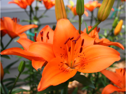 Лилия азиатская 