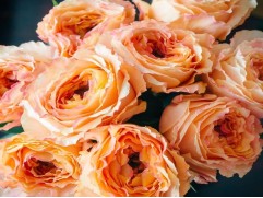 Роза чайно-гибридная 