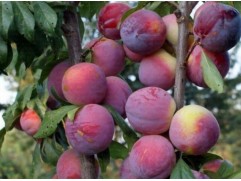 Слива колоновидная 