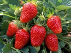 Земляника крупноплодная Земляника крупноплодная